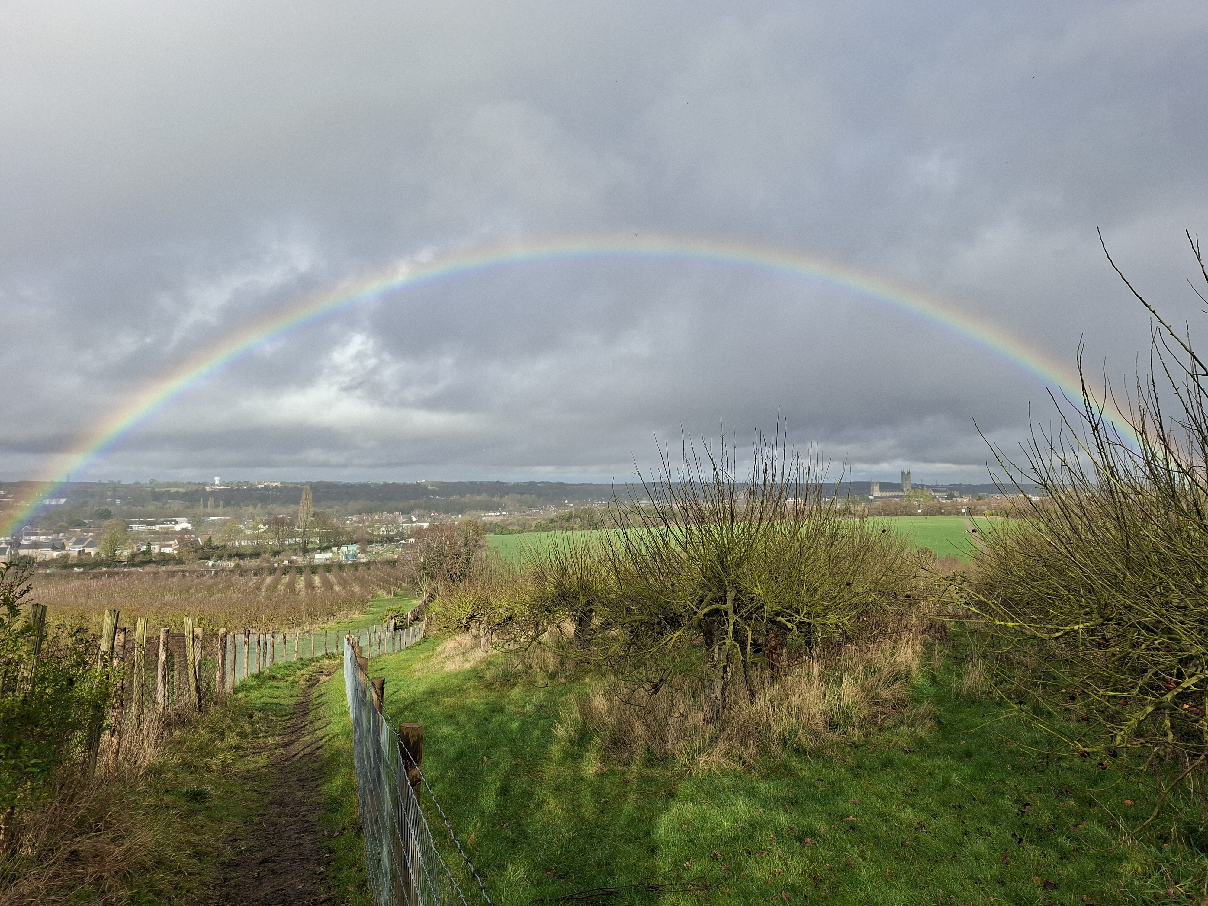 Wincheap Orchards