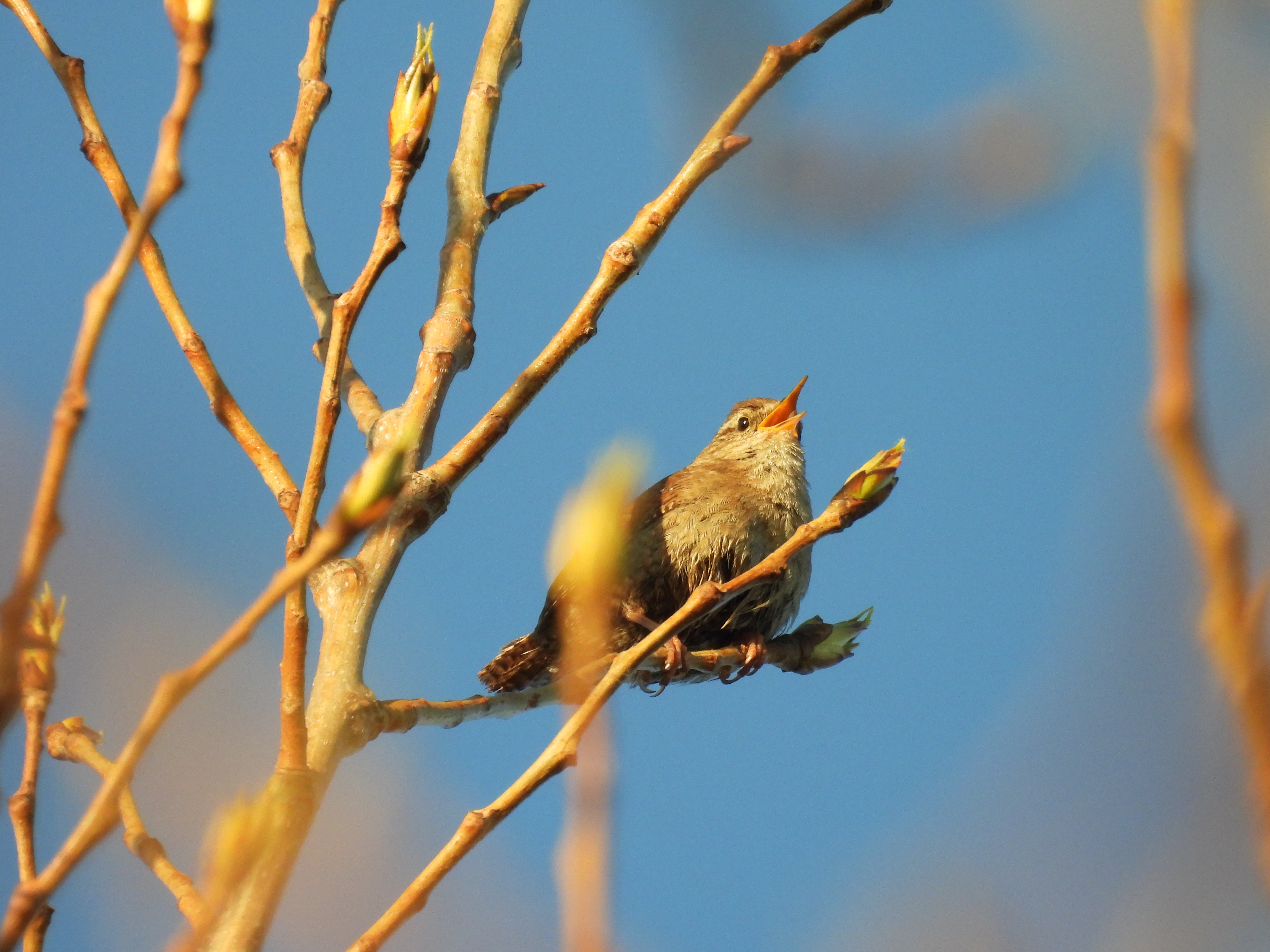 Wincheap Birds